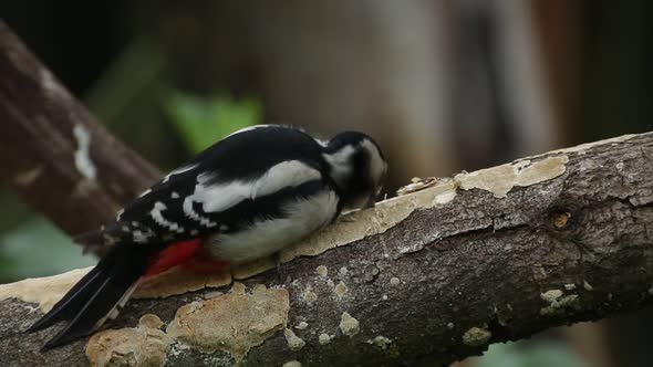 Greater Spotted Woodpecker (Dendrocopos major)