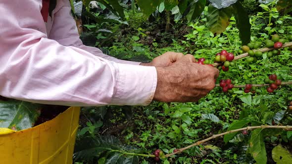 Picking Coffee In The Mountains alt