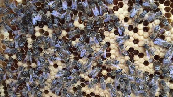 Flying Bees Collect Honey on a Private Apiary