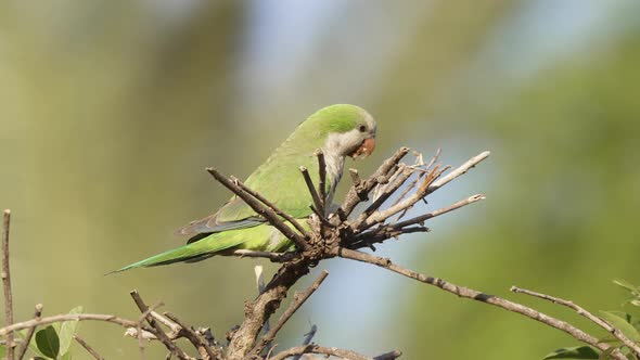 Close up shot of a wild little monk parakeet, myiopsitta monachus perched on spiky branches, feeding alt