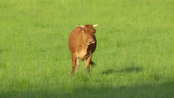 Happy Alpine Milky White Cows are Grazing in the Green Grass alt