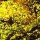Autumn Forest - VideoHive Item for Sale