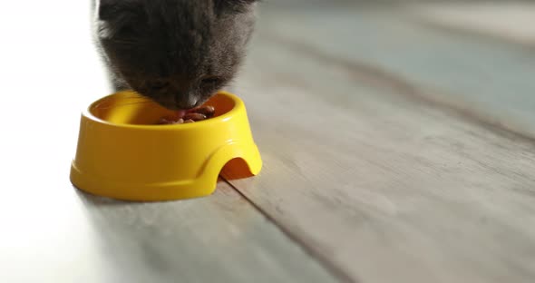 Cute gray British Shorthair kitten eat from yellow bowl brown dry kitty food alt