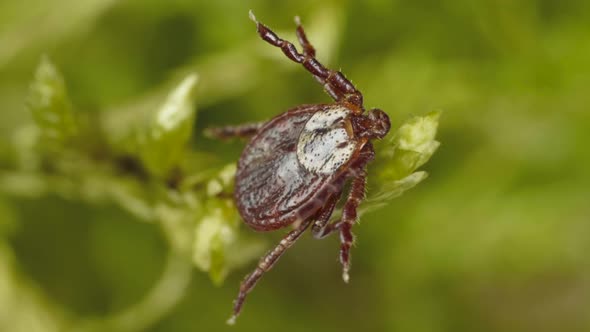 Lood-sucking Tick Ixodidae Spread Its Legs in All Directions To Cling To the Victim alt