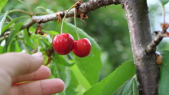 Harvesting from the trees. A woman picks ripe cherry berries.