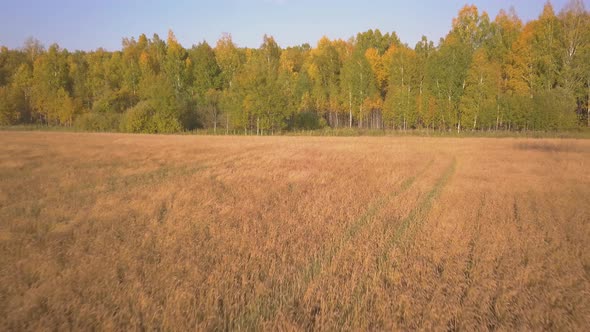 Aerial Footage of Golden Wheat Fields Before Harvest