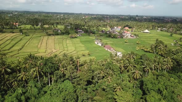 Settlements with Rice Fields in Bali