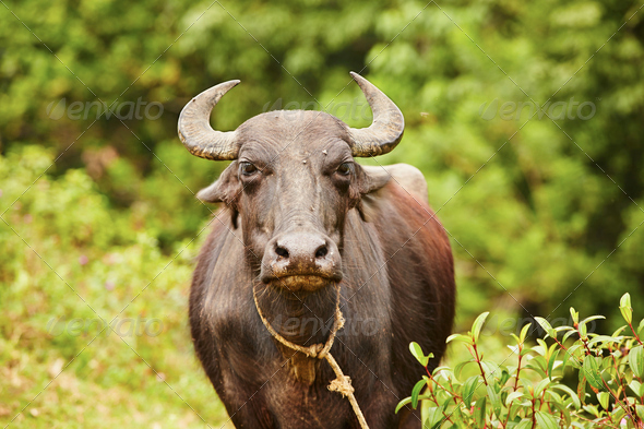 Water buffalo - Stock Photo - Images