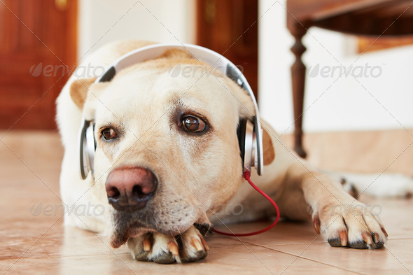 Dog is listening music - Stock Photo - Images