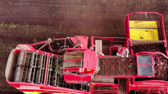 Aerial View of Harvesting Sugar Beets alt