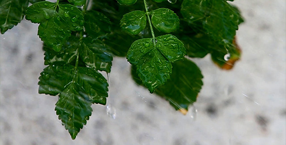 Rain & Plants 1