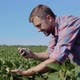 A Young Farmer Takes a Photo of Soybean Sprouts Growing on His Farm - VideoHive Item for Sale