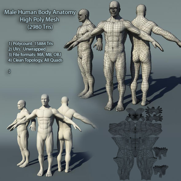 Male Human Body - 3Docean 733259