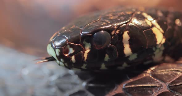 Spilotes Pullatus Commonly Known As the Caninana Chicken Snake alt
