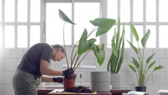 Young Woman Plant Alocasia Zebrina in a Pot in Sunny Loft Studio. Plant Store Owner at Work