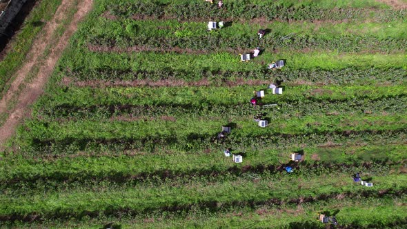 Workers Picking Blueberries in Blueberry Farm 4k alt