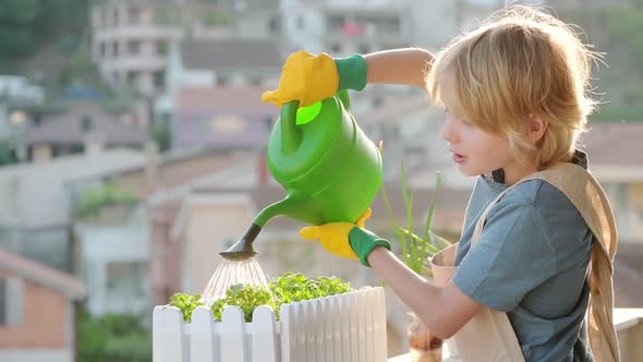 Cute boy take care for self-grown microgreens plants in a box on the balcony