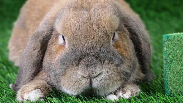 A lop-eared rabbit of a dwarf ram breed sits on a lawn and looks at the camera. The word eco