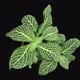 Time-lapse of growing fittonia flower, top view - VideoHive Item for Sale