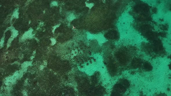 Tropical Coral Reef Aerial Top View
