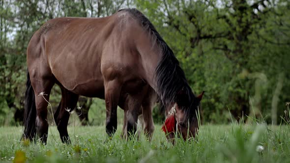A family of horses, a little foal with his mother, a mare grazing on a forest glade on a sunny day. alt