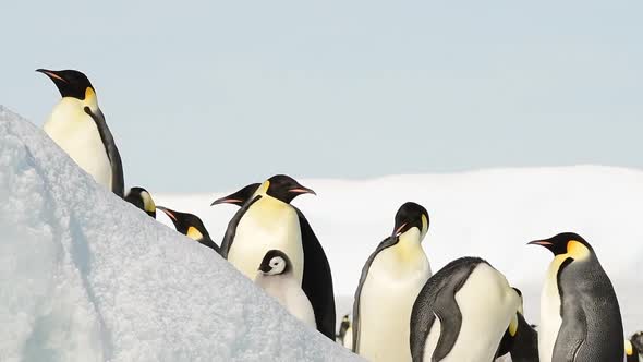 Emperor Penguins with Chicks in Antarctica