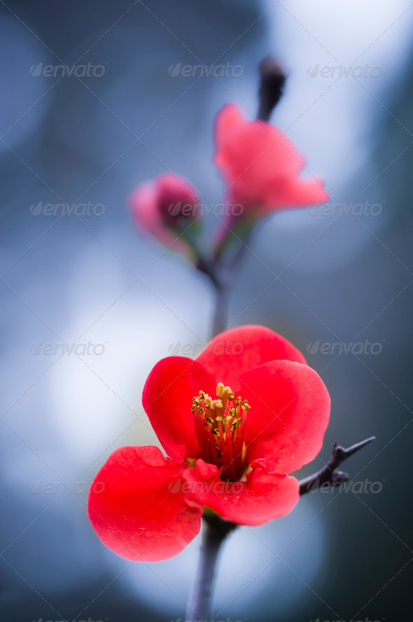 Red flowers of ornamental cherry tree Stock Photo by alessandrozocc