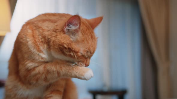 Red cat washing in a room alt