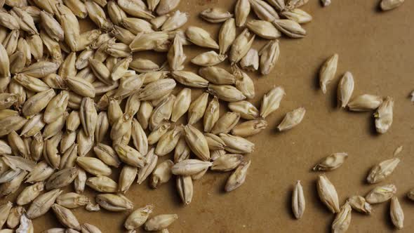 Rotating shot of barley and other beer brewing ingredients  alt