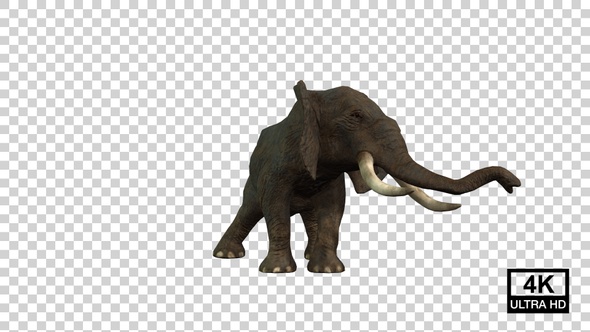 Elephant Death Front View alt