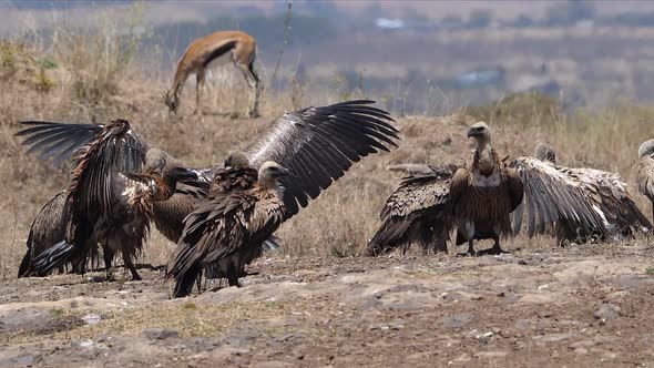 African white-backed vulture, gyps africanus, Group having Sun Bath , Impala, aepyceros melampus alt