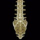 Spine Xray - VideoHive Item for Sale