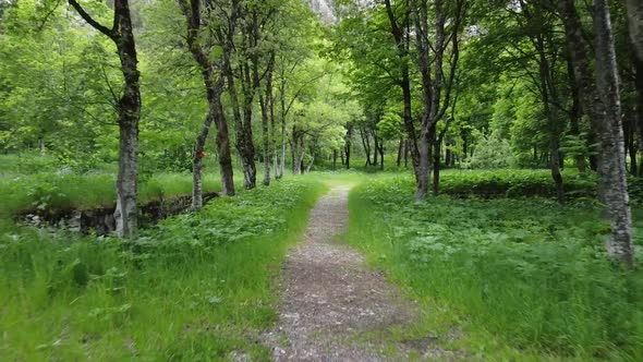 Forest Path
