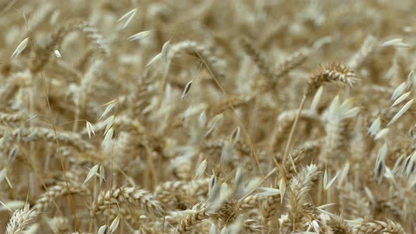 A Field of Barley and Wheat