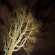 Tree Veins Night to Day - VideoHive Item for Sale