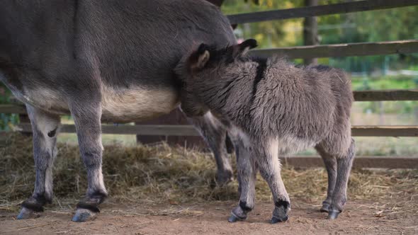 A cute little newborn miniature mediterranean donkey with a fringe standing next to its mother, nudg alt