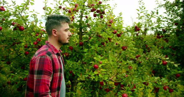 The Farmer Walks in the Middle of the Apple Orchard with Fresh and Ripe Apples alt