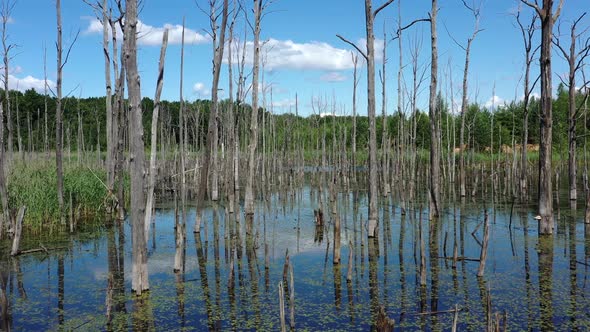 Forest of Dead Trees in the Lake