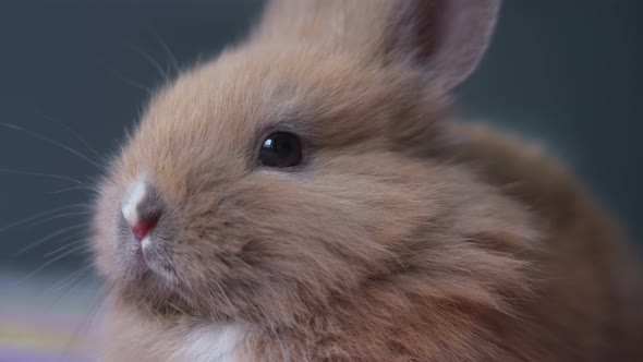 Closeup Portrait of a Small Domestic Brown Rabbit