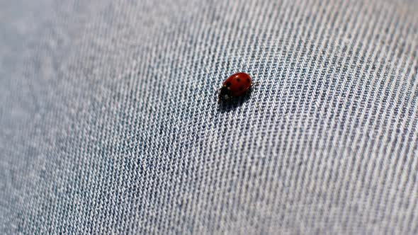 Ladybug crawling on fabric, jeans texture.
