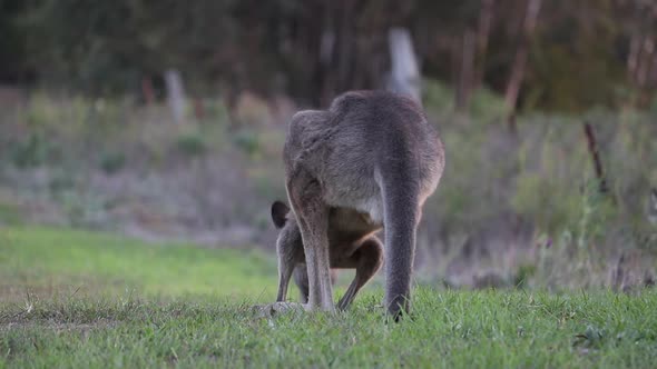 Kangaroo Feeding In A Field