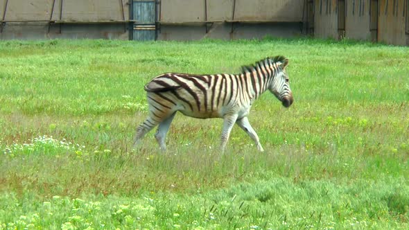 Zebra Grazing in the Steppe Near the Farm