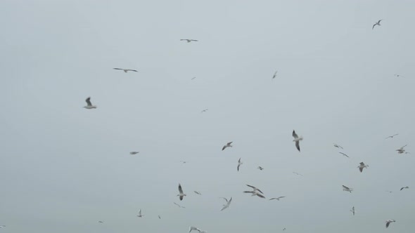 Lot of Birds Circling in Sky Fowls of the Air