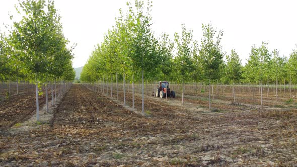 Farmer in Tractor Machinery Working in Poplar Trees Agriculture Field alt