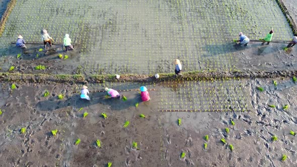 Asian farmer planting rice alt
