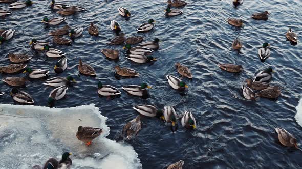 Ducks on lake in winter time