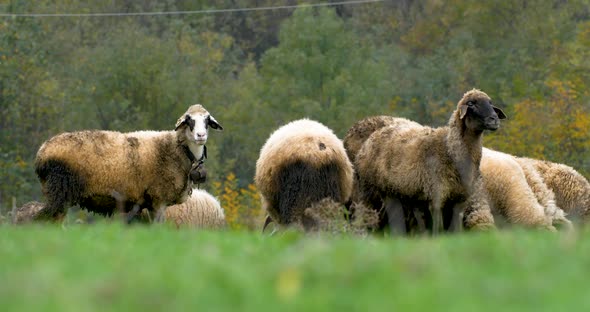 Grazing sheep herd on the green land with forest view in background