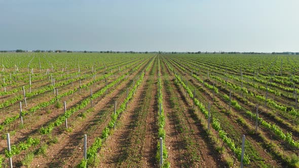 Green Vineyard Meadow