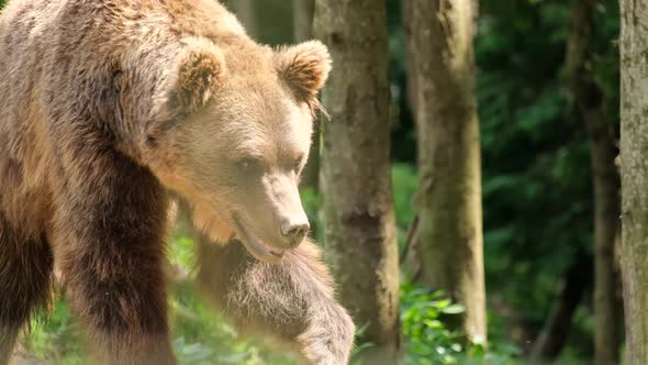 A Large Brown Bear Walks Through the Spring Forest of Alaska alt