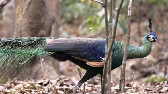 male peacock walking in forest